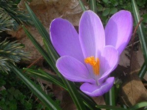 Lily Câu chuyện về bông hoa sen Lily được thuật lại bởi Corinne Malaske (Ảnh của Đài phát thanh Hy vọng)