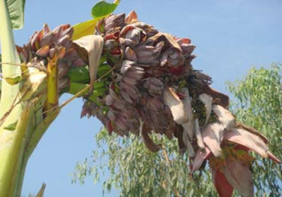 Cây chuối lạ trổ ra hơn 100 hoa