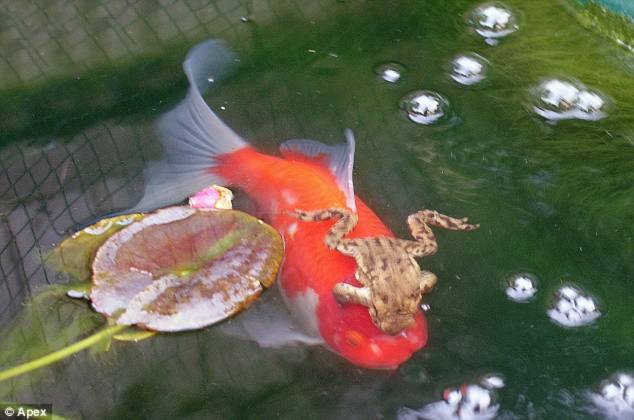 Có thể chú ếch nhầm tưởng con cá vàng là bạn tình