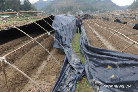 Một trang trại nhà kính bị phá hủy hoàn toàn sau trận mưa đá ở thị trấn Yingphan, tỉnh Quý Châu.