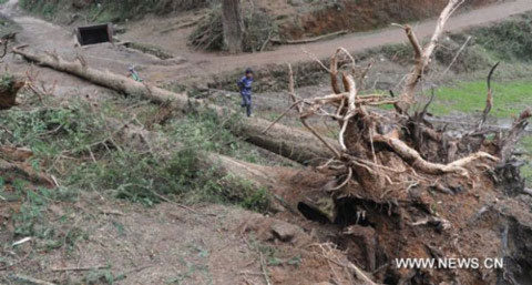 Một cây thủy tùng 200 tuổi bị bật gốc sau cơn bão ở tỉnh Zhongba, tỉnh Quý Châu.