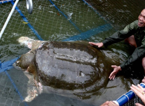 Rùa hồ Gươm có thể không cùng loài giải Thượng Hải