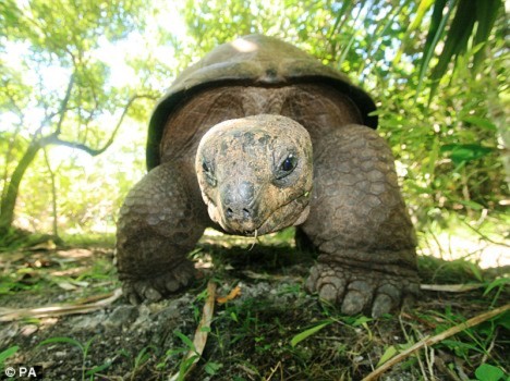 Rùa khổng lồ cứu đảo gỗ mun - Tin180.com (Ảnh 1)