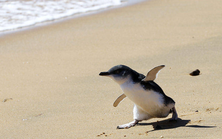 Một chú chim cánh cụt con vừa được đưa tới sống tại khu bảo tồn Long Reef, Sydney, Australia