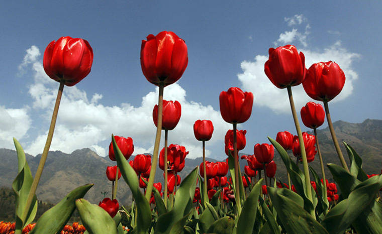 Hoa tulip rực rỡ tại Lễ hội Baisakhi, Srinagar, Kashmir