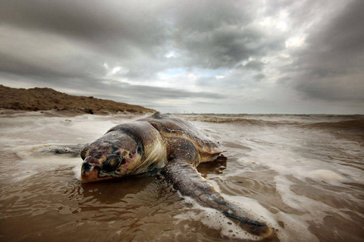 Một con rùa bị chết dạt vào bờ biển Waveland, Mississippi, Mỹ. Trong thời gian gần đây, xác rùa biển và cá heo thường xuyên dạt vào bờ bieenrr vùng Mississippi. Nguyên nhân được xác định là do ảnh hưởng của thảm họa dầu tràn ở khu vực này.
