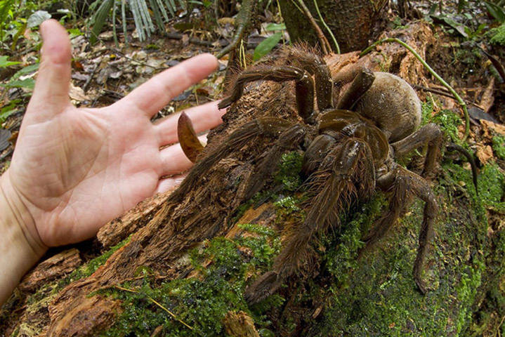 Một con nhện ăn thịt chim khổng lồ (Theraphosa blondi) ở Guyana, Nam Mỹ. Đây là loài nhện lớn nhất thế giới với trọng lượng tối đa lên tới 170g và dài 30cm.
