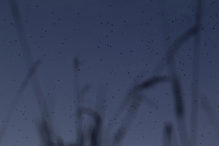 Khoảng 800.000 con chim nhạn bay kín đen bầu trời gần sân bay quốc tế King Shaka, Nam Phi.