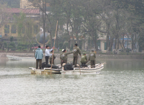 Tìm cụ Rùa thứ 2 tại hồ Gươm