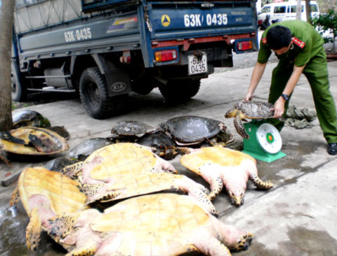 Cán bộ Phòng Cảnh sát môi trường, Công an tỉnh Bà Rịa-Vũng Tàu thực hiện các thủ tục xử lý số vích vận chuyển trái phép.