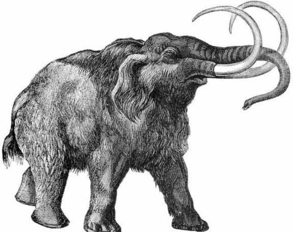 Voi Mammoth được cho là chết vào khoảng thời gian 10.000 năm trước đây, nguyên nhân có thể là do thay đổi khí hậu hoặc do loài người săn bắn.