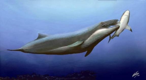 Đây là hình ảnh cá voi cổ đại, tiệt chủng cách đây 25 triệu năm. Theo các nhà khoa học, cá voi cổ đại là một thợ săn xấu xa với hàm răng khổng lồ và mắt lớn.