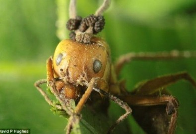 Cận cảnh loài nấm mọc trên đầu và giết chết kiến