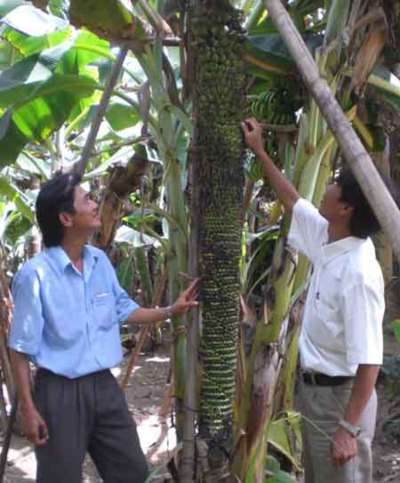 Củ quả kỳ lạ nhất Việt Nam, Phi thường - kỳ quặc, chuyen la,chuyen la co that,chuyen la viet nam,chuyen la the gioi,cu qua,nhung loai cu qua