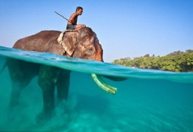 Gặp con voi biết bơi duy nhất trên thế giới
