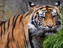 Hình ảnh hiếm về hổ Sumatra hoang dã