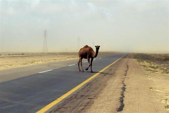 Một con lạc đà đang tìm chỗ trú ẩn sau khi bão cát tràn qua khu vực Ajdabiyah, Libya.