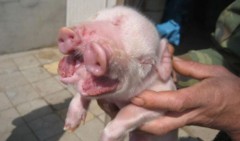 Lợn có 2 mõm ở Trung Quốc