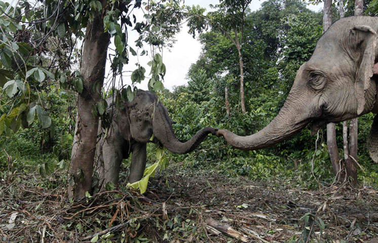 Chú voi Cek Mek (phải) đã được thuần hóa đang tiếp cận một con voi hoang dã ở một khu rừng Kota Tinggi, Malaysia.