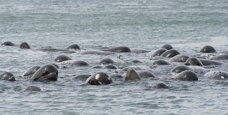 Hơn 100 con cá voi hoa tiêu bị mắc cạn ở ngoài khơi, Scotland.