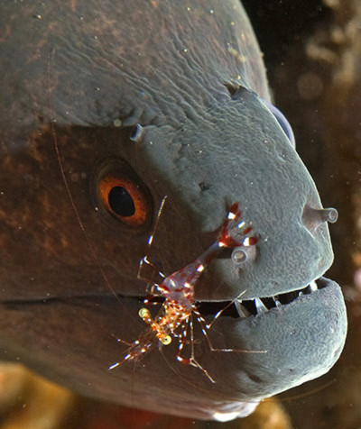 Một con tôm đang làm vệ sinh miệng cho lươn biển ở gần hòn đảo Bali, Indonesia.