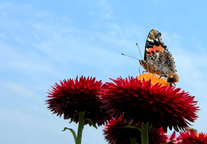 Bướm và ong mải mê hút phấn hoa trong một khu vườn ở Kathmandu, Nepal