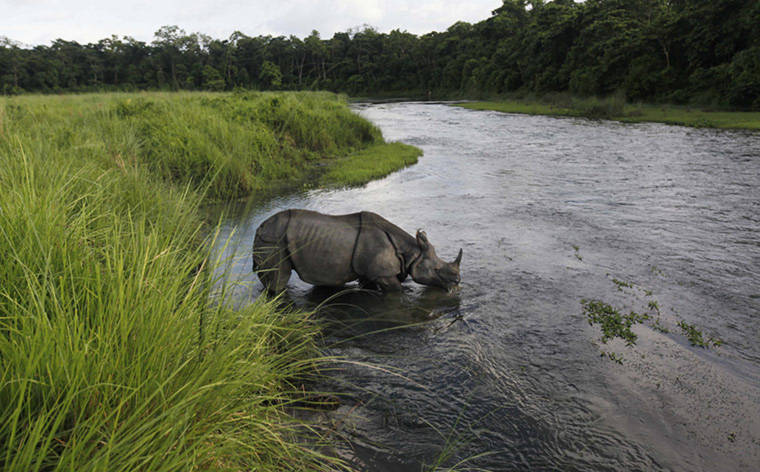 Một con tê giác một sừng đang uống nước dưới sông trong khu bảo tồn quốc gia Chitwan, Nepal.