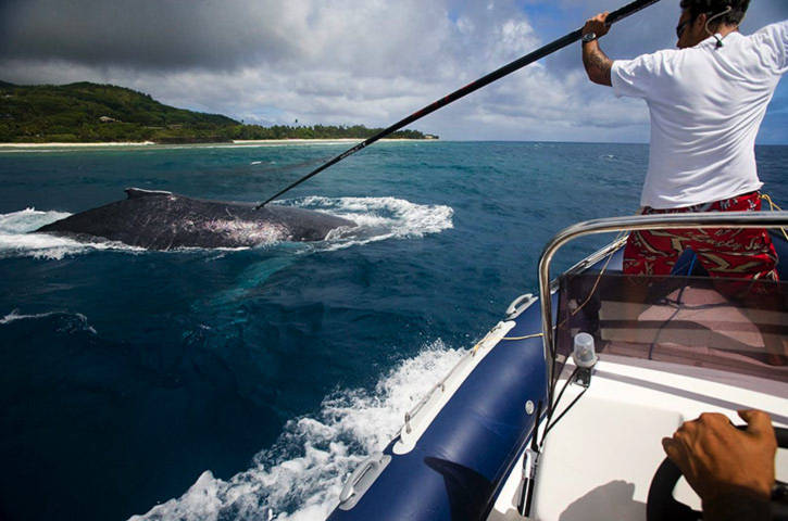 Một con cá voi lưng gù đang được các nhà bảo vệ động vật hoang dã gắn hệ thống theo dõi từ vệ tinh.