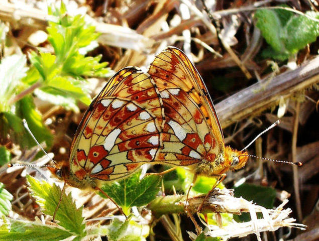 Hai con bướn cánh đốm đang giao phối tại một khu vườn ở Anh. Loài bướm bắt đầu vào mùa sinh sản khi thời tiết chuyển dần từ xuân sang hè.