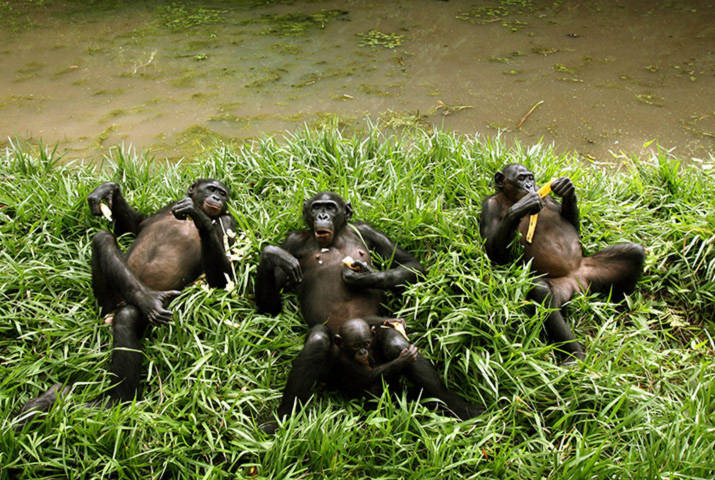 Những con khi cộc đuôi duy nhất ở Congo. Loài động vật này đang đứng trước nguy cơ tuyệt chủng nghiêm trọng do các cuộc xung đột vũ trang ở quốc gia châu Phi này trong gần 1 thập kỷ qua.