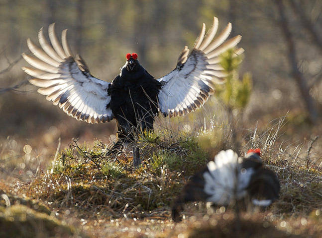 Một cặp gà gô đen đang tỏ tình với nhau trong khu bảo tồn Berezinsky, Minsk, Belarus