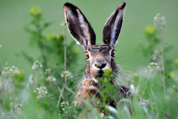 Thỏ rừng nâu vểnh tai trong một khu rừng ở Hegyeshalom, Hungary