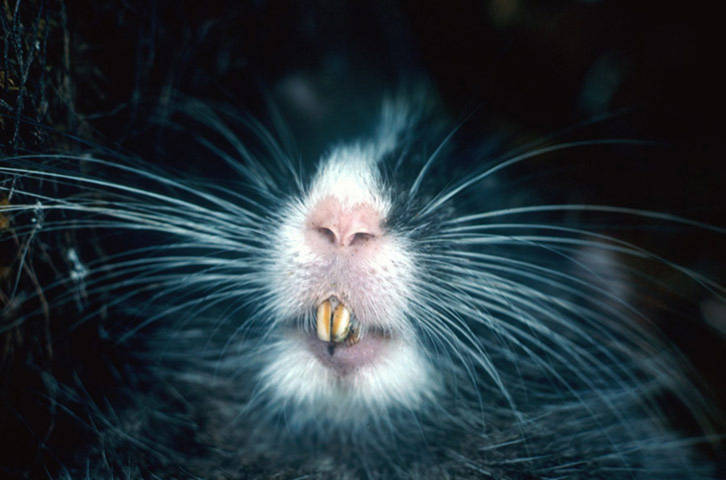 Loài chuột cây (Cuscomys ashaninka) ở Cordillera de Vilcabamba, Peru. Loài động vật này được phát hiện từ  năm 1997 và 1998.