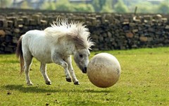 Ảnh động vật: Ngựa chơi bóng