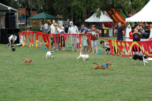 Lễ hội không chỉ có ở trung tâm Sydney mà ngay ở các địa phương người ta cũng tổ chức những Festival nho nhỏ để giới thiệu những nét văn hóa riêng của họ. Trong ảnh là một màn thi đua chó rất vui nhộn diễn ra tại vùng Surry Hills.