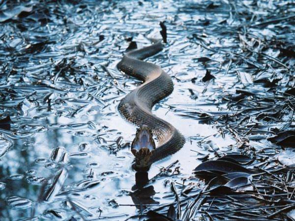 Một chú rắn nước cực độc (Agkistrodon piscivorus) đang trong tư thế phòng thủ tại một rãnh nước ở North Carolina, Mỹ. – Ảnh: Jared Skye.