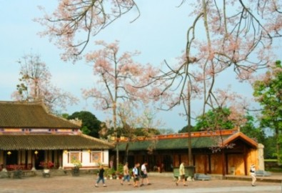 Rực sáng sắc hoa ngô đồng bên đền đài