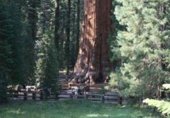 Sequoia – “Nhân chứng” sống lâu nhất trên hành tinh