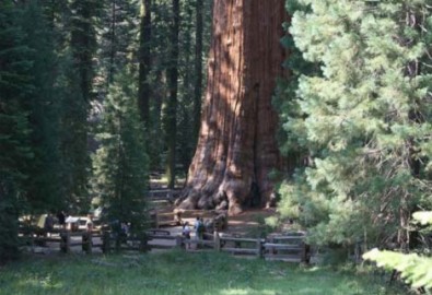 Sequoia – “Nhân chứng” sống lâu nhất trên hành tinh