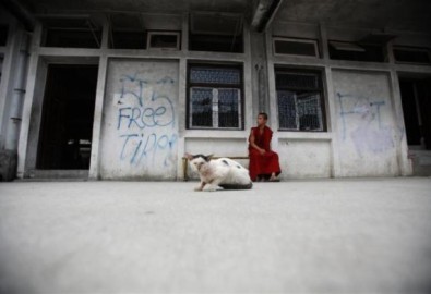 Sư Tây Tạng ngồi suy tư bên chú mèo