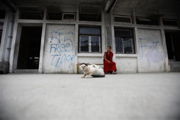 Một vi sư ở Tây Tạng ngồi suy tư bên cạnh một chú mèo hoang.