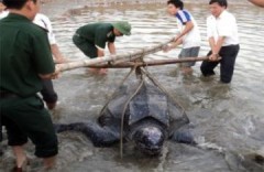 Thả rùa quý hiếm nặng 200 kg về biển