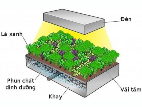 Trồng rau không cần đất - Tin180.com (Ảnh 1)