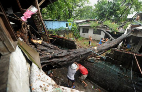 Trên đường phố, cây to như thế này cũng bật gốc, đè vào nhà dân. Ít nhất 15 người đã thiệt mạng trong bão Meari ở Philippines.