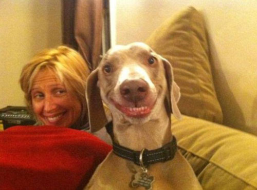 Chú chó có nụ cười Scooby-Doo gây sốt trên mạng