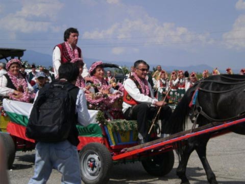 Các chuyến xe ngựa với những người lớn tuổi trong làng đi thu gom hoa hồng.