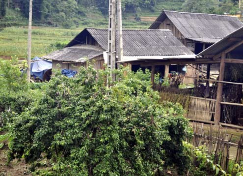mạn