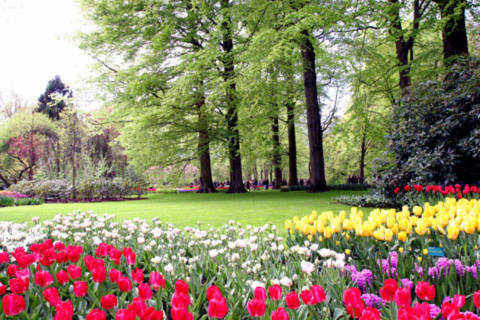 Có lẽ khi đến vườn hoa Keukenhof (lớn nhất thế giới), nếu do sơ xuất bạn quên không mang theo máy ảnh thì chắc chắn bạn ân hận và luyến tiếc vì vẻ đẹp mê hồn của các loài hoa