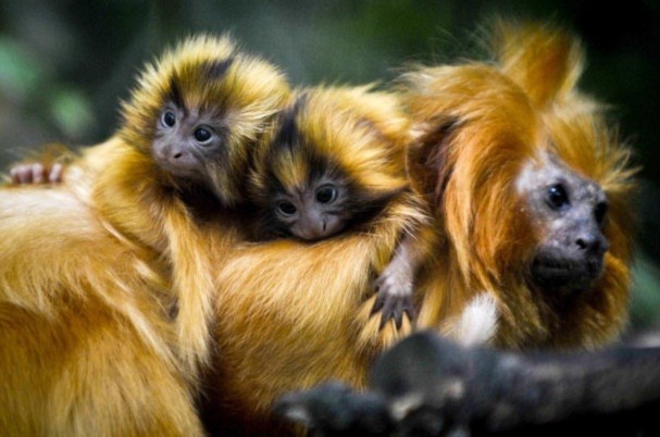 Những chú khỉ sư tử con (còn gọi là tamarins) 3 tuần tuổi đang ở bên mẹ ở vườn thú Bristol.