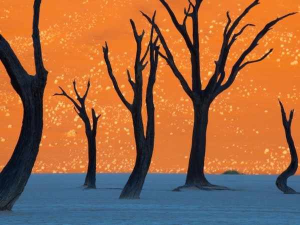 Những cây gai vươn lên trên cồn cát trong nắng sớm ở khu bảo tồn quốc gia Namib-Naukluft, Namibia - Ảnh: Frans Lanting